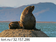 Sea lion in Avacha bay. Стоковое фото, фотограф Сергей Краснощеков / Фотобанк Лори