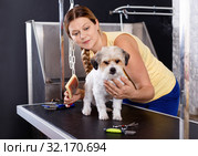 Cute havanese puppy getting treatments by female pet groomer in salon. Стоковое фото, фотограф Яков Филимонов / Фотобанк Лори
