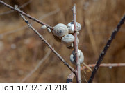 Улитки. Стоковое фото, фотограф Ирина Яровая / Фотобанк Лори