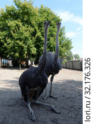 Африканские страусы (2019 год). Редакционное фото, фотограф Free Wind / Фотобанк Лори