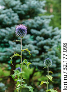 Globe thistle flowers on blurry background. Стоковое фото, фотограф Евгений Харитонов / Фотобанк Лори