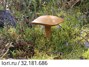 Маслёнок кедровый плачущий (Suillus plorans). Гриб среди мха, Ямало-Ненецкий автономный округ. Стоковое фото, фотограф Григорий Писоцкий / Фотобанк Лори