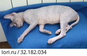 Tired kitten of Don sphynx cat sleeping like a top close to heater. Stretching rear pawns. Стоковое видео, видеограф Кекяляйнен Андрей / Фотобанк Лори