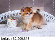 Kitten  breed British shorthair. Golden Chinchilla color Golden Chinchilla color kitten with sweets. Котенок британский короткошерстный с конфетами. Стоковое фото, фотограф Ирина Кожемякина / Фотобанк Лори