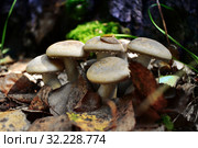 Mushrooms on the forest glade. Стоковое фото, фотограф Lena Bakulina / Фотобанк Лори