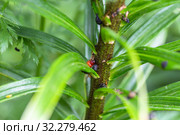 Личинка лилейной трещалки (Lilioceris lilii) Стоковое фото, фотограф Ольга Сейфутдинова / Фотобанк Лори