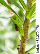 Личинка лилейной трещалки (Lilioceris lilii) Стоковое фото, фотограф Ольга Сейфутдинова / Фотобанк Лори
