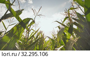 Movement back inside the corn field with electronic stabilization (2019 год). Редакционное видео, видеограф Mikhail Davidovich / Фотобанк Лори