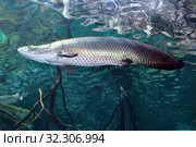 Гигантская арапаима  Arapaima gigas. Стоковое фото, фотограф Татьяна Белова / Фотобанк Лори