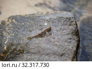 Barred mudskipper. Стоковое фото, фотограф EugeneSergeev / Фотобанк Лори