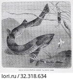 Акула-кошка  (Scyllium catulus)  - рисунок  из книги А. Брэма "Жизнь животных" 1896 г. Стоковая иллюстрация, иллюстратор Вера Смолянинова / Фотобанк Лори