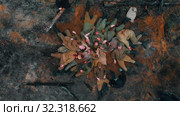 19-10-2019 RUSSIA, REPUBLIC OF TATARSTAN: a lot of soldier corpses lying on the scorched ground - backstage of filming military movie. Редакционное видео, видеограф Константин Шишкин / Фотобанк Лори