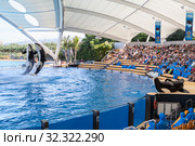 Loro Parque's Orca show with killer whales. The Loro Parque is located on the outskirts of Puerto de la Cruz on Tenerife, Canary, Spain (2016 год). Редакционное фото, фотограф Кекяляйнен Андрей / Фотобанк Лори