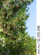 Плосковеточник восточный, туя восточная (Platycladus orientalis (L.) Franco). Созревающие женские шишки. Республика Крым, Кара-Даг, биостанция, пгт. Курортное (2019 год). Стоковое фото, фотограф Щеголева Ольга / Фотобанк Лори