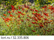 Group of red Plains coreopsis or garden tickseed, or golden tickseed, or calliopsis, Coreopsis tinctoria, is on a green blurred background. Стоковое фото, фотограф Татьяна Куклина / Фотобанк Лори
