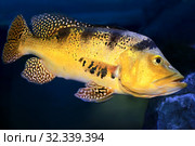 Цихла Келбери (Kelberi Peacock Bass, Cichla kelberi) пресноводная рыба. Стоковое фото, фотограф Татьяна Белова / Фотобанк Лори