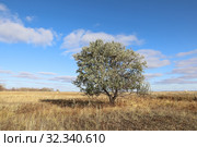 Лох узколистный (лат. Elaeagnus angustifolia), или лох восточный, или пшат (фесида) (Elaeagnus orientalis). Растение осенью в Кулундинской степи Алтайского края. Стоковое фото, фотограф Григорий Писоцкий / Фотобанк Лори