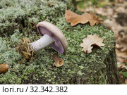Рядовка фиолетовая (лат. Lepista nuda) на замшелом пне. Стоковое фото, фотограф Александр Романов / Фотобанк Лори
