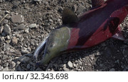 Poacher fisherman caught wild red salmon fish Sockeye Salmon (Oncorhynchus nerka) during spawning. Стоковое видео, видеограф А. А. Пирагис / Фотобанк Лори