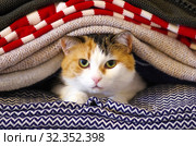 Трехцветная кошка спряталась в одежде. Стоковое фото, фотограф Natalia Sidorova / Фотобанк Лори
