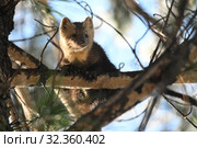 Sable sits on a tree in the natural environment (2019 год). Редакционное фото, фотограф Владимир Чебанов / Фотобанк Лори