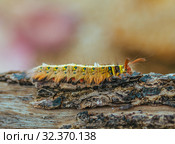 Yellow Caterpillar butterfly Myriapoda diplopoda arthropoda tracheata wild insect bug life. Стоковое фото, фотограф Aleksejs Bergmanis / Фотобанк Лори