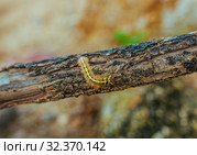 Yellow Caterpillar butterfly Myriapoda diplopoda arthropoda tracheata wild insect bug life. Стоковое фото, фотограф Aleksejs Bergmanis / Фотобанк Лори