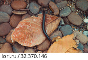 Centipede, Myriapoda diplopoda arthropoda tracheata wild inseect. Стоковое фото, фотограф Aleksejs Bergmanis / Фотобанк Лори