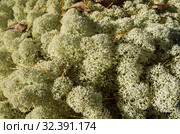 Лишайник кладония звёздчатая на камне. lichen Cladonia stellaris on the stone. Стоковое фото, фотограф Евгений Романов / Фотобанк Лори