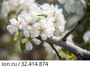 Пришла весна. Стоковое фото, фотограф Игорь Пересвет / Фотобанк Лори