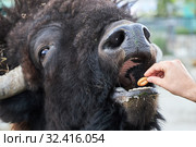 Huge shaggy bison eating a small cookie from the hands of a man, close-up. Стоковое фото, фотограф Олег Белов / Фотобанк Лори