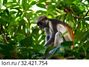 Zanzibar red colobus in Jozani forest. Tanzania, Africa (2019 год). Стоковое фото, фотограф Знаменский Олег / Фотобанк Лори
