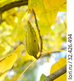 Лириодендрон тюльпанный (тюльпанное дерево) (Liriodendron tulipifera L.). Плод крупным планом. Стоковое фото, фотограф Ирина Борсученко / Фотобанк Лори