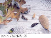 Сезон ядовитых гусениц южной фланелевой моли.  Several caterpillars  of the southern flannel moth (Megalopyge opercularis) on a board and oak leaves. Venomous spines under the hairs can produce a very painful sting. Most dangerous caterpillar in the United States. Стоковое фото, фотограф Ирина Кожемякина / Фотобанк Лори