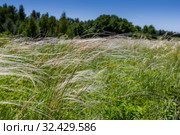 Ковыль (Stipa Pulcherrima) на остепненном лугу. Стоковое фото, фотограф Ольга Сейфутдинова / Фотобанк Лори
