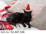 cat sleeping on sofa among pillows, cozy home concept. Стоковое фото, фотограф Майя Крученкова / Фотобанк Лори