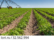 Crop Irrigation center pivot sprinkler system (2019 год). Редакционное фото, фотограф Ольга Сейфутдинова / Фотобанк Лори