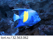 Рыба-ангел Аравийская (Pomacanthus maculosus) Стоковое фото, фотограф Татьяна Белова / Фотобанк Лори