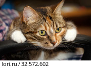 A beautiful American cat with white paws lies on the lap of the landlady. Стоковое фото, фотограф Акиньшин Владимир / Фотобанк Лори
