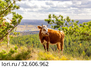 in late autumn, a young cow walks along the slopes of the mountains of the Southern Urals, the Republic of Bashkortostan. Стоковое фото, фотограф Акиньшин Владимир / Фотобанк Лори