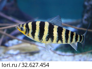 Лепоринус полосатый Leporinus fasciatus. Стоковое фото, фотограф Татьяна Белова / Фотобанк Лори