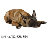 Purebred Belgian shepherd dog Malinois lying on a white. Стоковое фото, фотограф Алексей Кузнецов / Фотобанк Лори