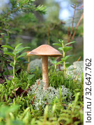 Laccaria proxima. Mushroom Sunny day in the Siberian forest tundra. Стоковое фото, фотограф Григорий Писоцкий / Фотобанк Лори