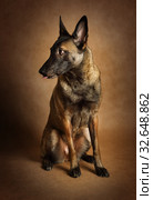Belgian shepherd dog Malinois sitting on a brown background. Стоковое фото, фотограф Алексей Кузнецов / Фотобанк Лори