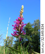 Дербенник иволистный, или плакун-трава (лат. Lythrum salicaria) Стоковое фото, фотограф lana1501 / Фотобанк Лори