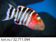 Красногрудый хейлин (Cheilinus fasciatus) морская рыба. Стоковое фото, фотограф Татьяна Белова / Фотобанк Лори