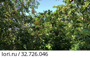 Cherry tree is full with berries, background. Стоковое видео, видеограф Кекяляйнен Андрей / Фотобанк Лори