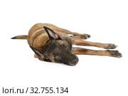 Purebred Belgian shepherd dog Malinois lying in studio. Стоковое фото, фотограф Алексей Кузнецов / Фотобанк Лори