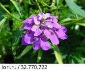 Иберис зонтичный (Iberis umbellata) Стоковое фото, фотограф lana1501 / Фотобанк Лори