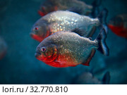 Обыкновенная пиранья  Red-bellied piranha Pygocentrus nattereri. Стоковое фото, фотограф Татьяна Белова / Фотобанк Лори